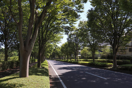森の里の並木道（神奈川県厚木市）