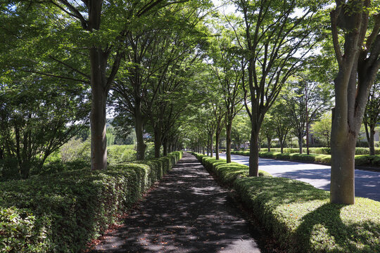 森の里の並木道（神奈川県厚木市）