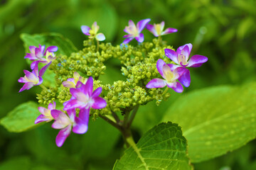 山あじさい