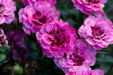 Carnation (Dianthus) is a beautiful perennial plant, a flower from the genus carnation.