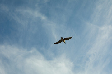 Blue sky with beautiful clouds and gull
