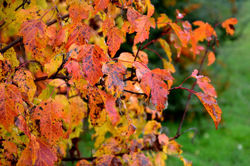 Fiery maple Tatar maple It is naturally a multi-stemmed shrub with a broadly funnel-shaped crown,...