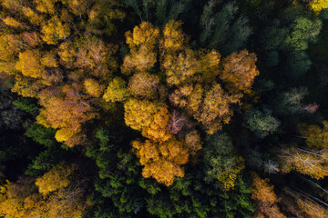 Fototapeta na wymiar Aerial view of the colorful autumn forest