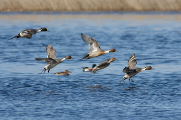 Northern Pintails (Anas acuta) flying above the water