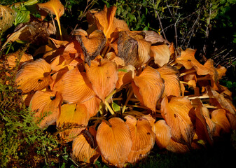 garden flower with giant leaves with gray green color just blooming white flowers.