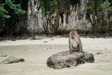 Portrait monkey sitting on reef rock  on the beach, Mammal animal in Southern of Thailand, Phi Phi Island, Famous place travel                               
