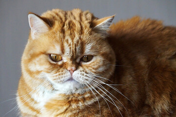portrait of a ginger Scottish cat close up