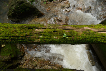 A small plant grows on a cracked timber covered with moss that is used as a bridge rail. The background is a stream.