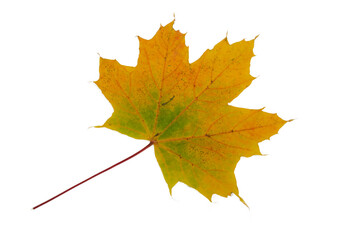 Yellow and green Maple leaf with veins and stem