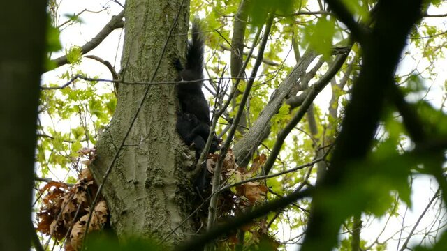 Black squirrel building and repairing his nest with leaves and branches