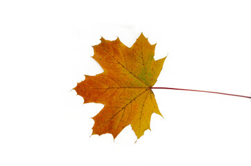 Fototapeta na wymiar Yellow Orange colored leaf on transparent background