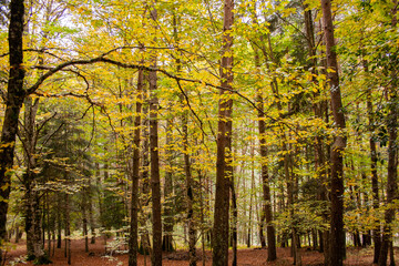 Obraz premium Forest with autumn colors in the Pyrenees, Spain. Deciduous trees with yellow leaves.