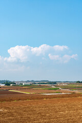 長崎県諫早市　白木峰高原に咲く秋桜