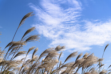 A silver grass field with a blue autumn sky