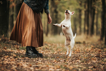 Happy dog jumping with owner white bullterrier 
