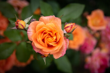 Beautiful Orange Rose in landscape orientation. Single rose separated by shallow depth of field., beautiful spring bloom.