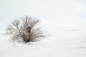 Winter minimalistic landscape with a lonely bush without leaves and a snowy field, copy space