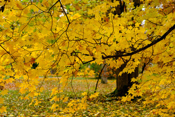 Herbstlicher Baum