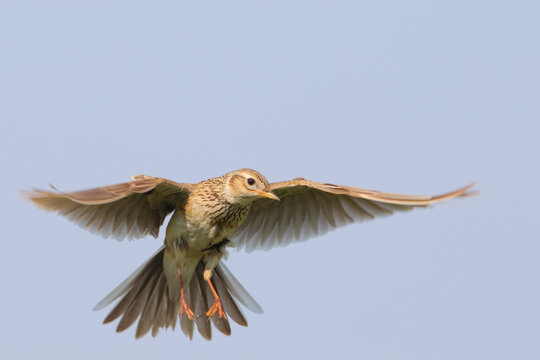 Eurasian skylark. Bird in flight. Flying bird in sky. Alauda arvensis