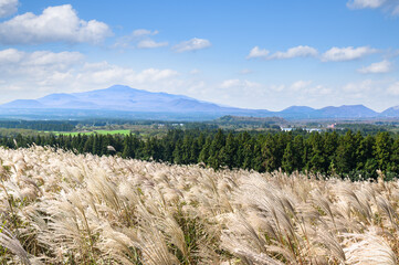 Jeju Island's autumn scenery with silver grass and Hallasan Mountain.