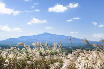Jeju Island's autumn scenery with silver grass and Hallasan Mountain.