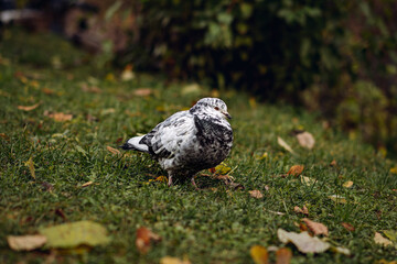 a white mottled pigeon sitting on the grass in autumn park