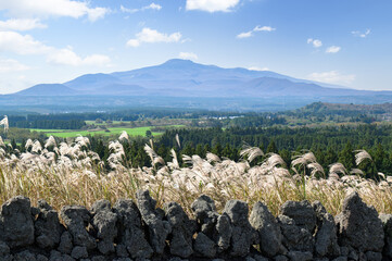 Jeju Island's autumn scenery with silver grass and Hallasan Mountain.