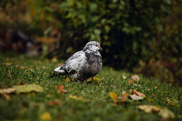 a white mottled pigeon sitting on the grass in autumn park