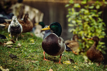 A drake walking on the bank of pond in park surrounded by ducks and pigeons looking for food. Image with selective focus