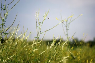 July on a flower meadow, bees among flowers and greenery