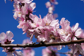 Almond trees, Prunus dulcis blooming, southern wine street, Gimmeldingen Germany