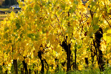 verfärbtes Weinlaub leuchtet durch die Sonneneinstrahlung an den Rebstöcken im Herbst  in warmen Farbtönen.