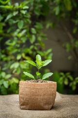 Growing plant in a sack pot