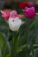 pink tulips grow in the garden in spring