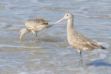 Godwit
