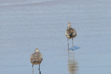 Godwit 2