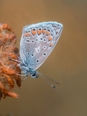 Nahaufnahme von einen bunten Schmetterling (Bläuling) der mit kleinen Tautropfen benetzt an einer Pflanze sitz.