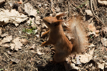 little squirrel in dry leaves in the forest