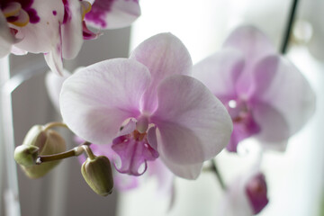 Fototapeta na wymiar white-pink orchid on the windowsill in the room