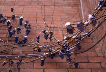 Dark blue grapes are grapes that are left hanging on the vines in winter. Vines twine along the wall of a city building.