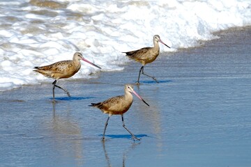 Godwits 
