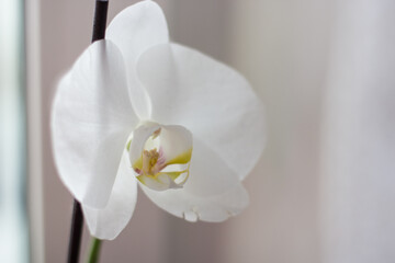 white orchid on the windowsill in the room