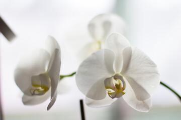 Naklejka na ściany i meble white orchid on the windowsill in the room