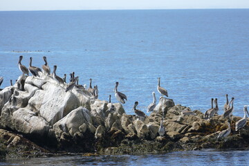 Colony