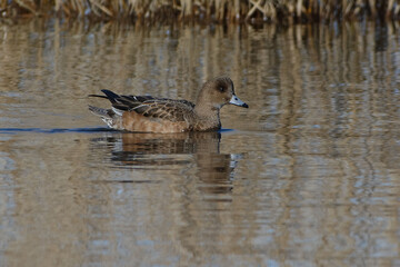 Female Eurasian Wigeon (Anas penelope) on the water