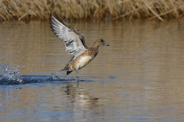 Female Eurasian Wigeon (Anas penelope) flying