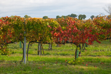 Fototapeta na wymiar View of vineyard with colored leaves in the countryside of Montefalco, Umbria