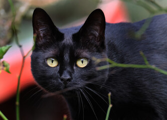 Small black domestic cat hunting in UK  House garden.