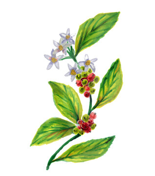 Coffee branch. Watercolor Botanical illustration Red coffee arabica beans and flowers on branch isolated on white background.  hand drawn.Plant is a symbol of Christmas and new year in Central America