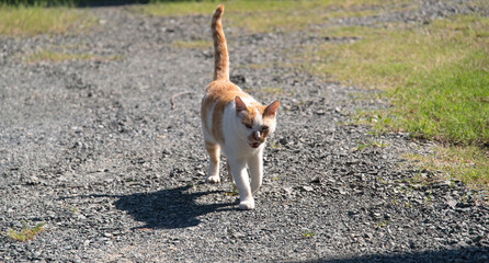 歩く猫　茶白猫